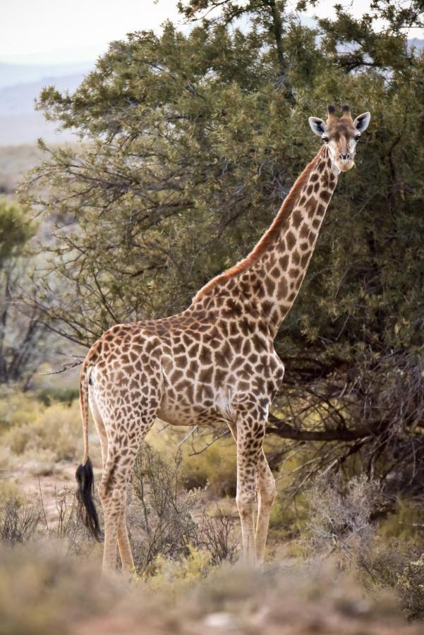 Mont Eco Game Reserve Montagu Exterior photo