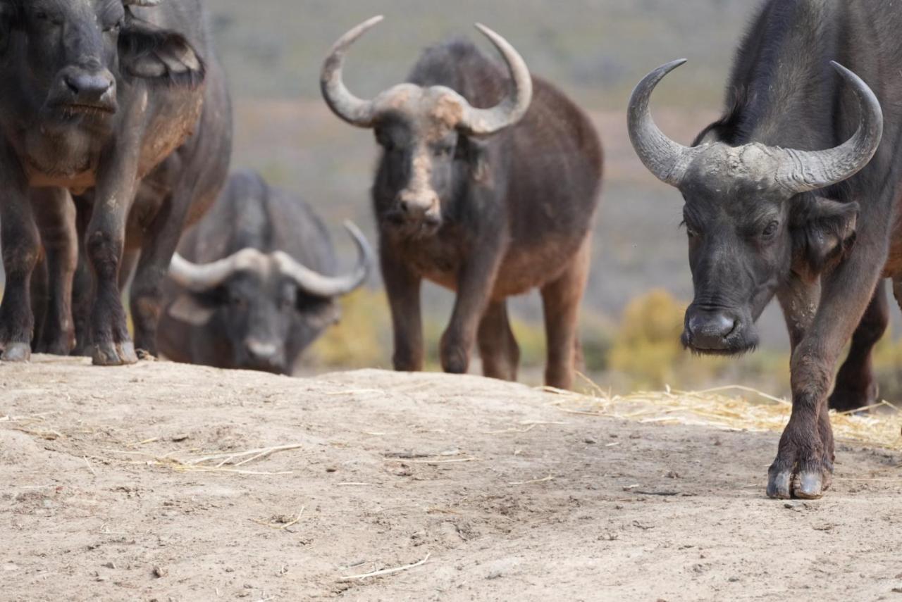 Mont Eco Game Reserve Montagu Exterior photo