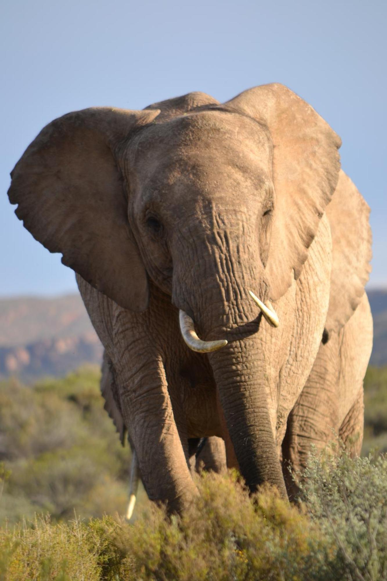 Mont Eco Game Reserve Montagu Exterior photo