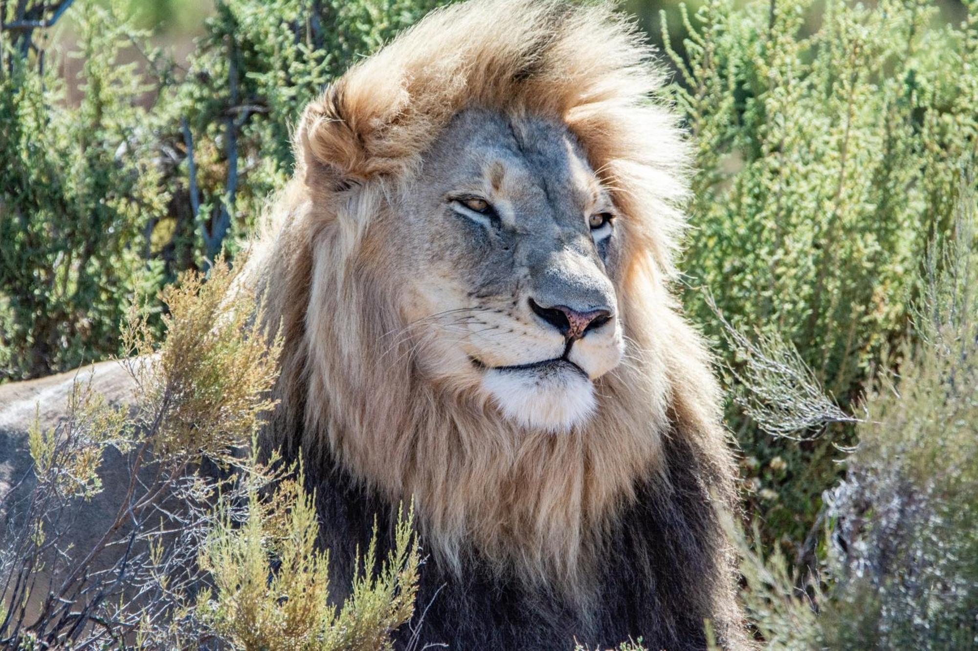 Mont Eco Game Reserve Montagu Exterior photo